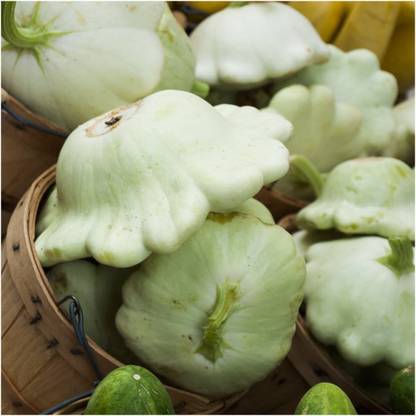 WILLVINE Organic F1 Hybrid Early White Scallop Summer Squash (Cucurbita pepo)-250 Seeds Seed
