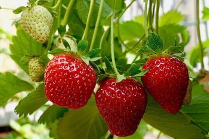 MSG STRAWBERRY Seed