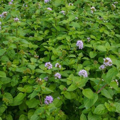 VibeX HUA-65 - Water Mint - (150 Seeds) Seed