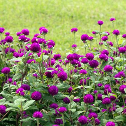 Dasstore Botam flower about botam is a mini type flower plant type flower Seed