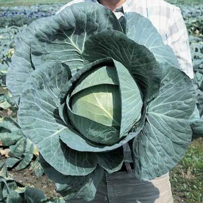 WILLVINE AMR -IX Cabbage Bravo F1 Seeds [25g] Seed