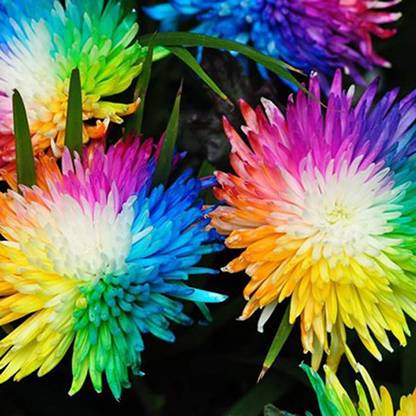 CYBEXIS LXI-73 - Rainbow Chrysanthemum - (270 Seeds) Seed