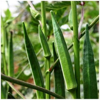 GREENSEA Hybrid Ladyfinger/Bhindi Seed