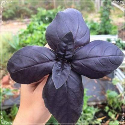 Glance Seeds Purple Basil Seed