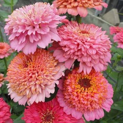 NooElec Seeds India Zinnia Flower Seeds - Cupcakes Pink Mix - Packet - Pink Flower Seed