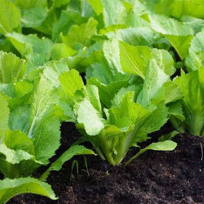 VibeX XLL-18 - Mustard Greens (Florida Broadleaf) - (750 Seeds) Seed