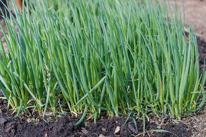 VibeX VVI-55 - White Bunching Onion - (1500 Seeds) Seed