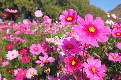 CYBEXIS GUA-49 - Cosmos Flower Color Flower F1 Hybrid - (90 Seeds) Seed