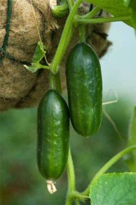 CYBEXIS Cucumber Mini Munch F1-250 Seeds Seed