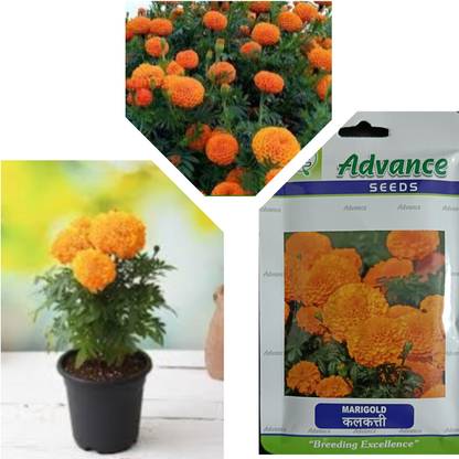 U-GROW INDIA KALKATI MARIGOLD FLOWER SEEDS & PLANT Seed