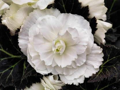 CYBEXIS Begonia Nonstop Mocca White Seed