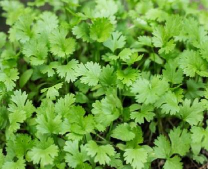 ZIXA Cilantro/Coriander Herbs Seed