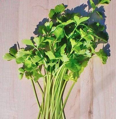 VibeX ® RXI-217 Chinese Celery Seeds Seed