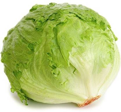 KNESSiN Seeds Organic Lettuce Seed