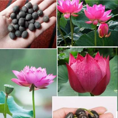 Tradinghub Lotus Seeds, Kamal Seeds, Kamal Gatta Seed