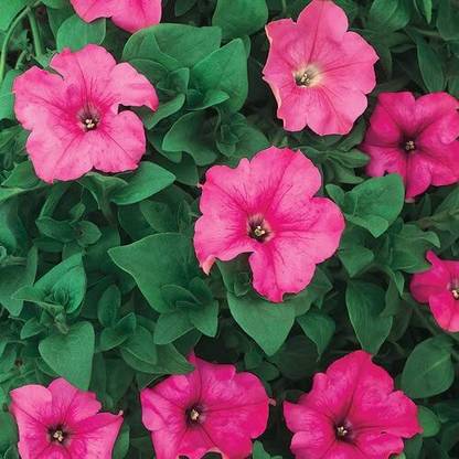 Lorvox double petunia flower Seed