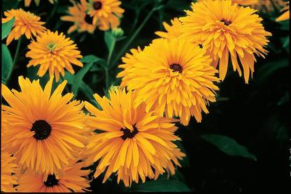 VibeX XLR-40 - F1 Hybrid Double Gold Gloriosa Daisy Seed