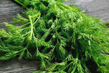 CYBEXIS HUA-31 - Organic Dill (Bouquet) - (750 Seeds) Seed