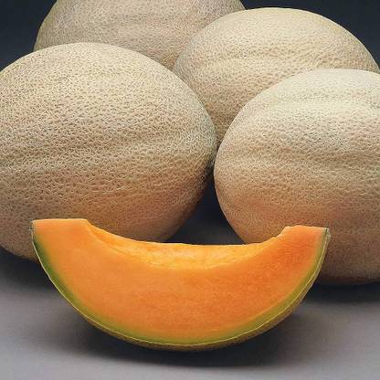 wequality hybrid muskmelon fruit seeds/muskmelon seed 18 Seed