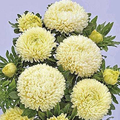 Lorvox Aster Hybrid Flower Seed