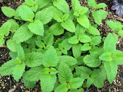VibeX ® XXL-619 Lemon Balm Seeds(Melissa Officinalis) Seed