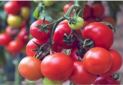 Highest yield Highest yield Verity hybrid tomato seeds 20g Seed