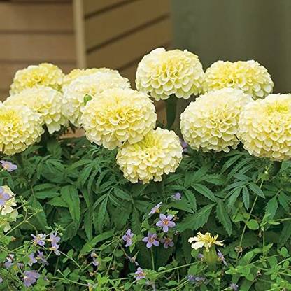 TRICONE Flower Seeds Marigold F1 Hybrid White Vanilla Flower Seeds WW14 Seed