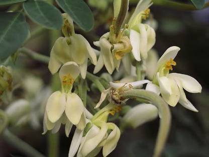 CYBEXIS LX-30 - PKM1 Moringa Oleifera Malunggay - (150 Seeds) Seed