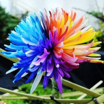 WILLVINE PAU-69 Rainbow Daisy Seeds, Chrysanthemum Seed