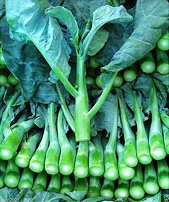 WILLVINE HUA -XI Chinese Broccoli Seeds, Kai LAN [10g] Seed