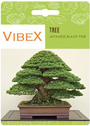 Biosnyg Japanese Black Pine Bonsai Seeds-[250 Seeds] Seed
