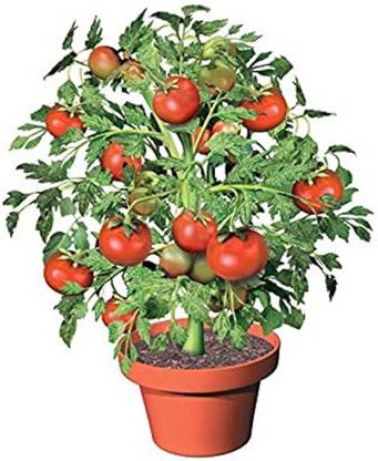 ibains Climbing tomato seed Seed