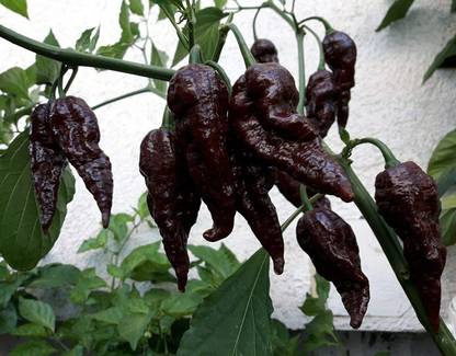 CYBEXIS Chocolate Naga Jolokia Chilli Seeds - Bhut Jolokia - Ghost Chilli2400 Seeds Seed