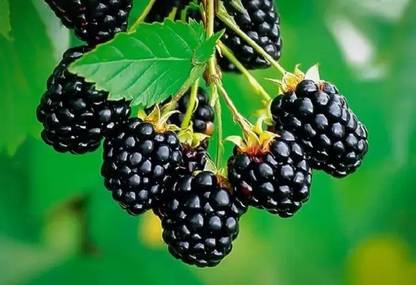 Chalisa MulBerry, Mulberries, Shahtoot Seed