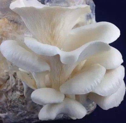 chiku Mushroom Seed Seed