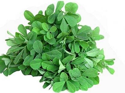SUAA Fenugreek (Methi) Vegetable Seed