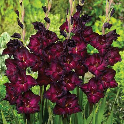 VibeX XLL-1 - Espresso Gladiolus Bulbs - (8 Bulbs) Seed