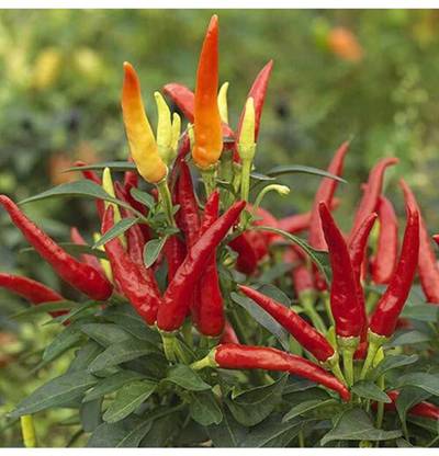 greenfarm Chilli Seeds / Long Mirchi Seeds , Pure Organic ,160 X Seeds ,xxz18 Seed