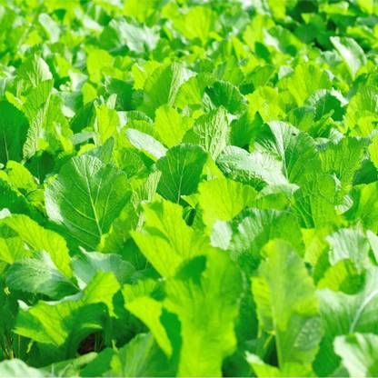 VibeX KGF -54 - Mustard Greens (Florida Broadleaf) - (2250 Seeds) Seed