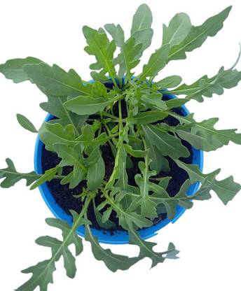 Natural World wild rocket Seed