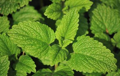 Mozette Organic lemon balm herb Seed