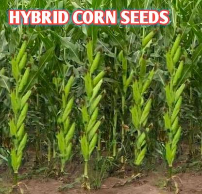 HYBRID 1kg Highest yield variety long bhutta corn seeds, Hybrid makka seeds Seed