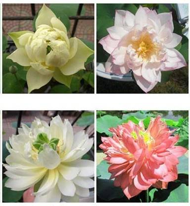 CYBEXIS PAU-28 - Lotus for Planting - (30 Seeds) Seed