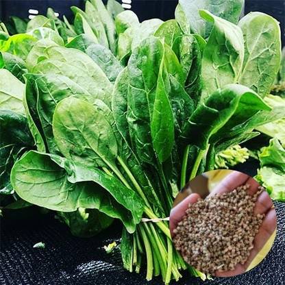 DEYS AGRO ™ spinach or palak seeds,vegetable Seed
