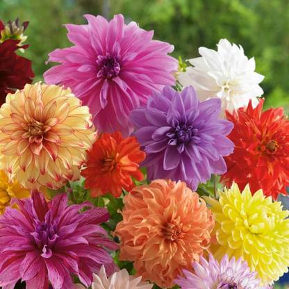 CYBEXIS Dinnerplate Dahlia Seeds Seed