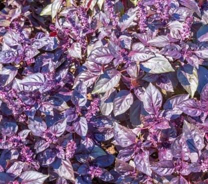 ONUS BASIL RED Ocimum basilicum purpurascens Seed
