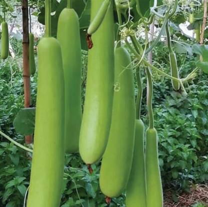 UGRA Long Gourd Dudhi Zucca Lauki Seed