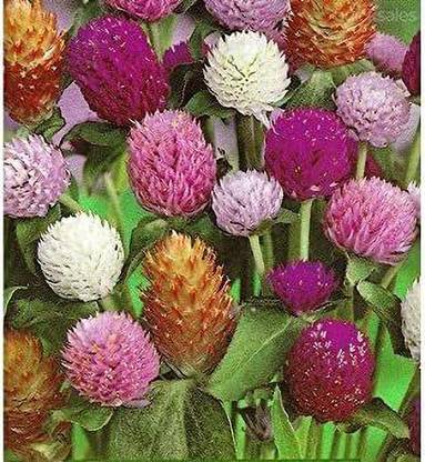 CYBEXIS Globe Amaranth Mix Seeds,Flower Gomphrena Seeds Seed