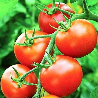WILLVINE Money Maker Tomato Seeds [10g, 3000 Seeds] Seed