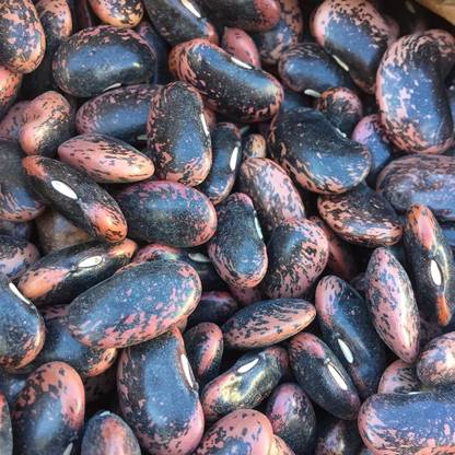 BDSresolve pigeon pea seeds/beans seeds 48 Seed